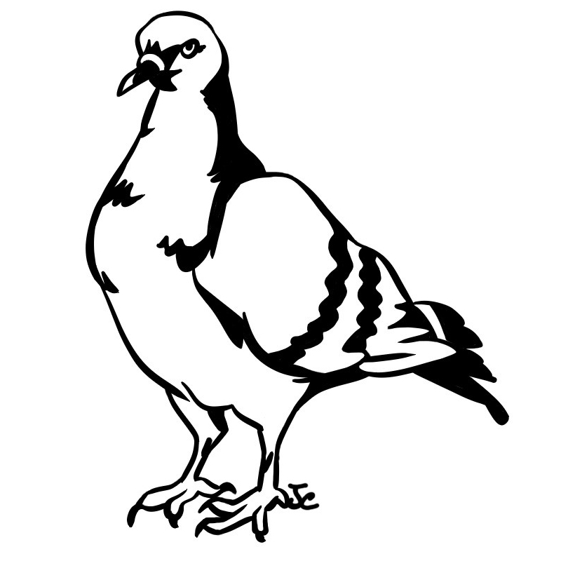 Pigeon