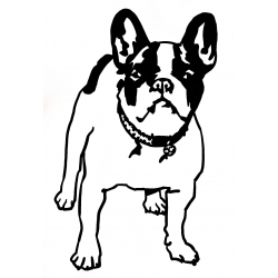 Bouledogue Français