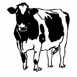 Vache