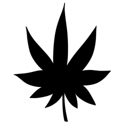 Cannabis