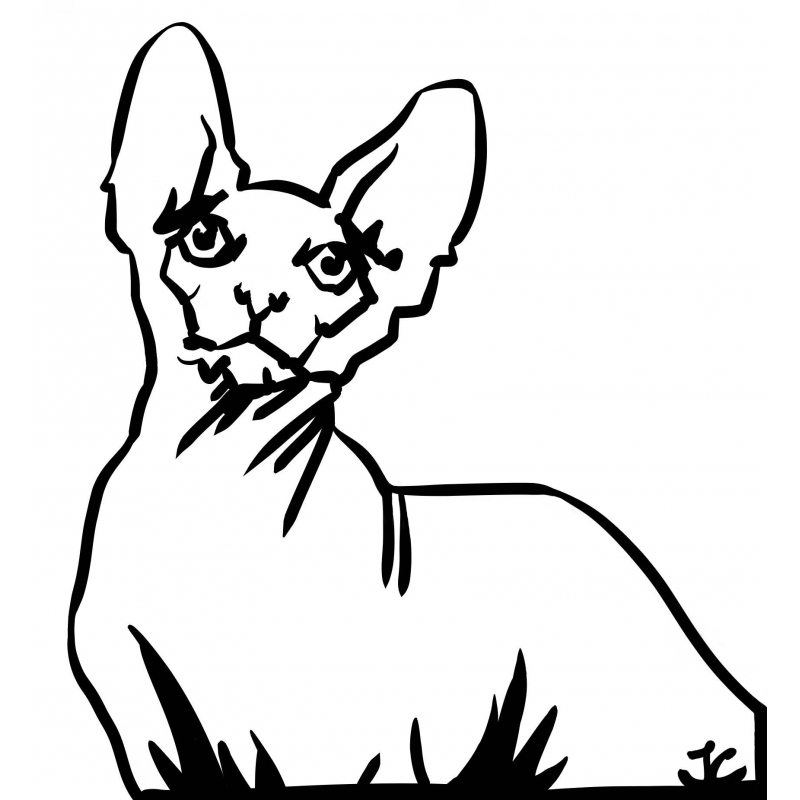 Chat Sphynx