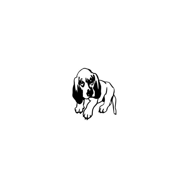 Chiot beagle