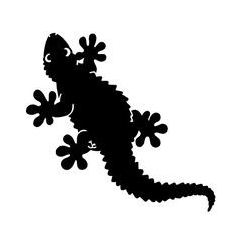 Gecko noir