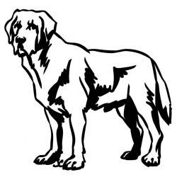 Labrador